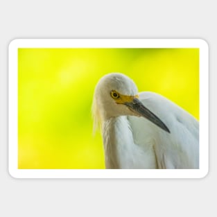 Handsome snowy egret Sticker